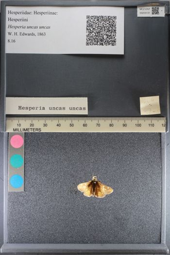 Media type: image;   Entomology 203131